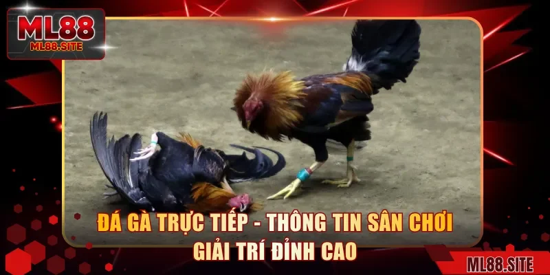 Đá Gà Trực Tiếp - Thông Tin Sân Chơi Giải Trí Đỉnh Cao