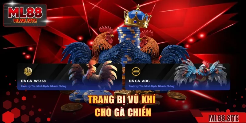 Trang bị vũ khí cho gà chiến